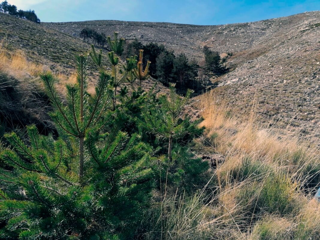 El monte de utilidad pública ubicado en el número 134 de Orzaduero está enclavado dentro del Parque Regional de la Sierra de Gredos, espacio incluido en la red Natura 2000 de gran valor de conservación. Tras el incendio ocurrido en 2009, el proyecto pretende restaurar la masa forestal, frenar, los procesos erosivos y promover la biodiversidad.