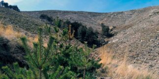 El monte de utilidad pública ubicado en el número 134 de Orzaduero está enclavado dentro del Parque Regional de la Sierra de Gredos, espacio incluido en la red Natura 2000 de gran valor de conservación. Tras el incendio ocurrido en 2009, el proyecto pretende restaurar la masa forestal, frenar, los procesos erosivos y promover la biodiversidad.
