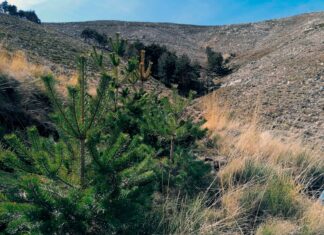 El monte de utilidad pública ubicado en el número 134 de Orzaduero está enclavado dentro del Parque Regional de la Sierra de Gredos, espacio incluido en la red Natura 2000 de gran valor de conservación. Tras el incendio ocurrido en 2009, el proyecto pretende restaurar la masa forestal, frenar, los procesos erosivos y promover la biodiversidad.