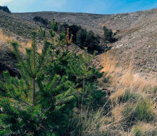 El monte de utilidad pública ubicado en el número 134 de Orzaduero está enclavado dentro del Parque Regional de la Sierra de Gredos, espacio incluido en la red Natura 2000 de gran valor de conservación. Tras el incendio ocurrido en 2009, el proyecto pretende restaurar la masa forestal, frenar, los procesos erosivos y promover la biodiversidad.