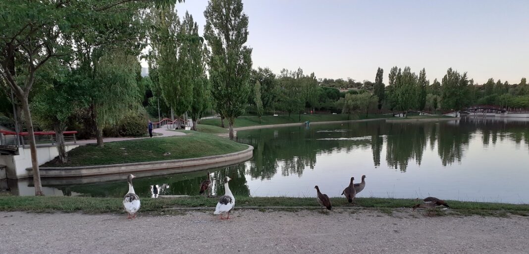 Tres Cantos: avifauna amanecer AGO2020 ©archivoAqM