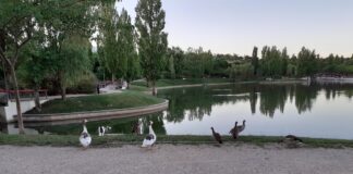 Tres Cantos: avifauna amanecer AGO2020 ©archivoAqM