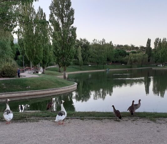 Tres Cantos: avifauna amanecer AGO2020 ©archivoAqM