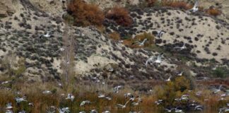 Gaviotas en el Campillo. Parque Regional Sureste ©CMA