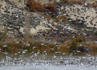 Sindicatos alertan del silencio autonómico ante mortandad de cigüeñas en Getafe Gaviotas en el Campillo. Parque Regional Sureste ©CMA
