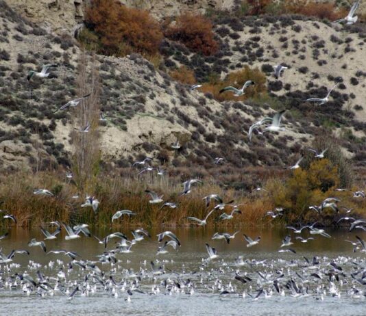 Gaviotas en el Campillo. Parque Regional Sureste ©CMA