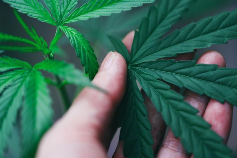 Cannabis Madrid ©archivopub