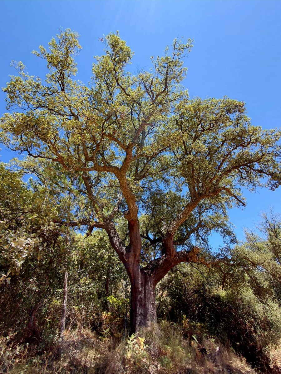 Alcornoque centenario Cañamero Extremadura ©pacoaudije Alcornoque centenario en el bosque de La Madrila (Cañamero) ©paudije