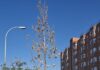 Árbol joven con hojas secas en un alcorque de una calle de Madrid ©ecologistasenaccion