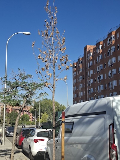 Árbol joven con hojas secas en un alcorque de una calle de Madrid ©ecologistasenaccion Árbol joven con hojas secas en un alcorque de una calle de Madrid ©ecologistasenaccion